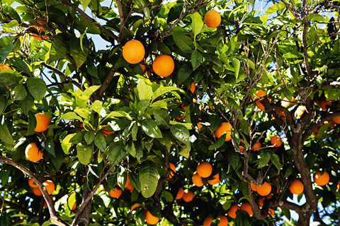 Apelsinblommornas Algarve