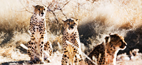 Hur gör djur – farligt möte