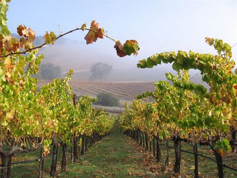 Matextravaganza i Kalifornien