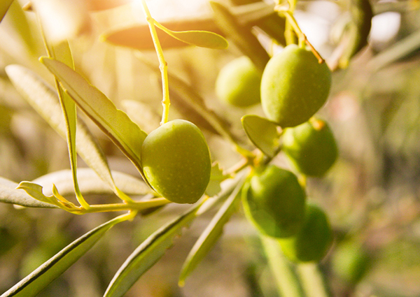 Oliven ger oss allt – smak och skönhet