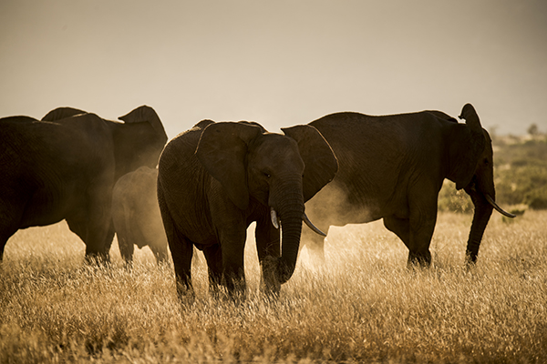 Kenya – i elefanternas fotspår
