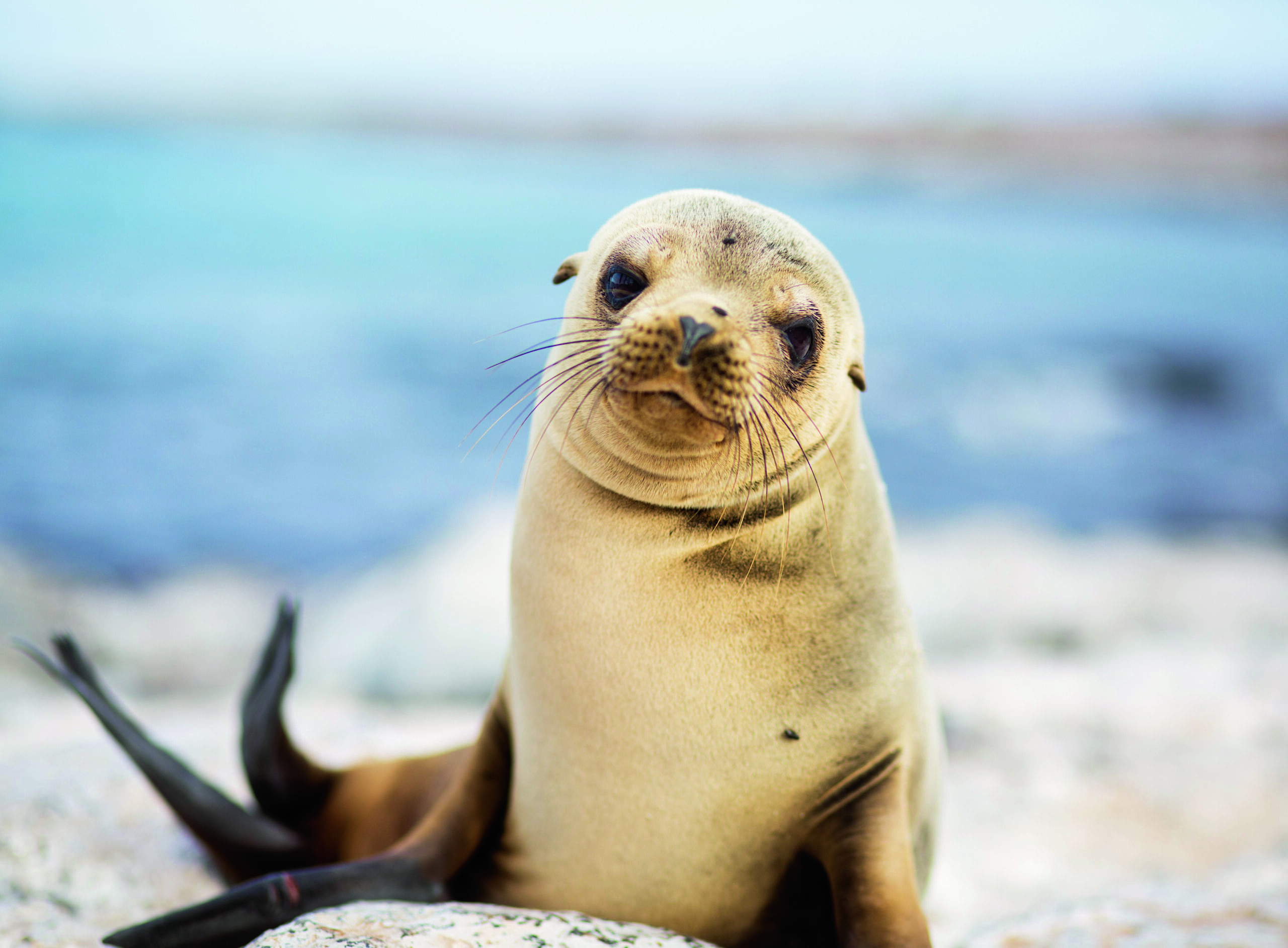 Galapagos på djurens villkor