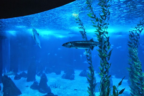 Oceanário de Lisboa