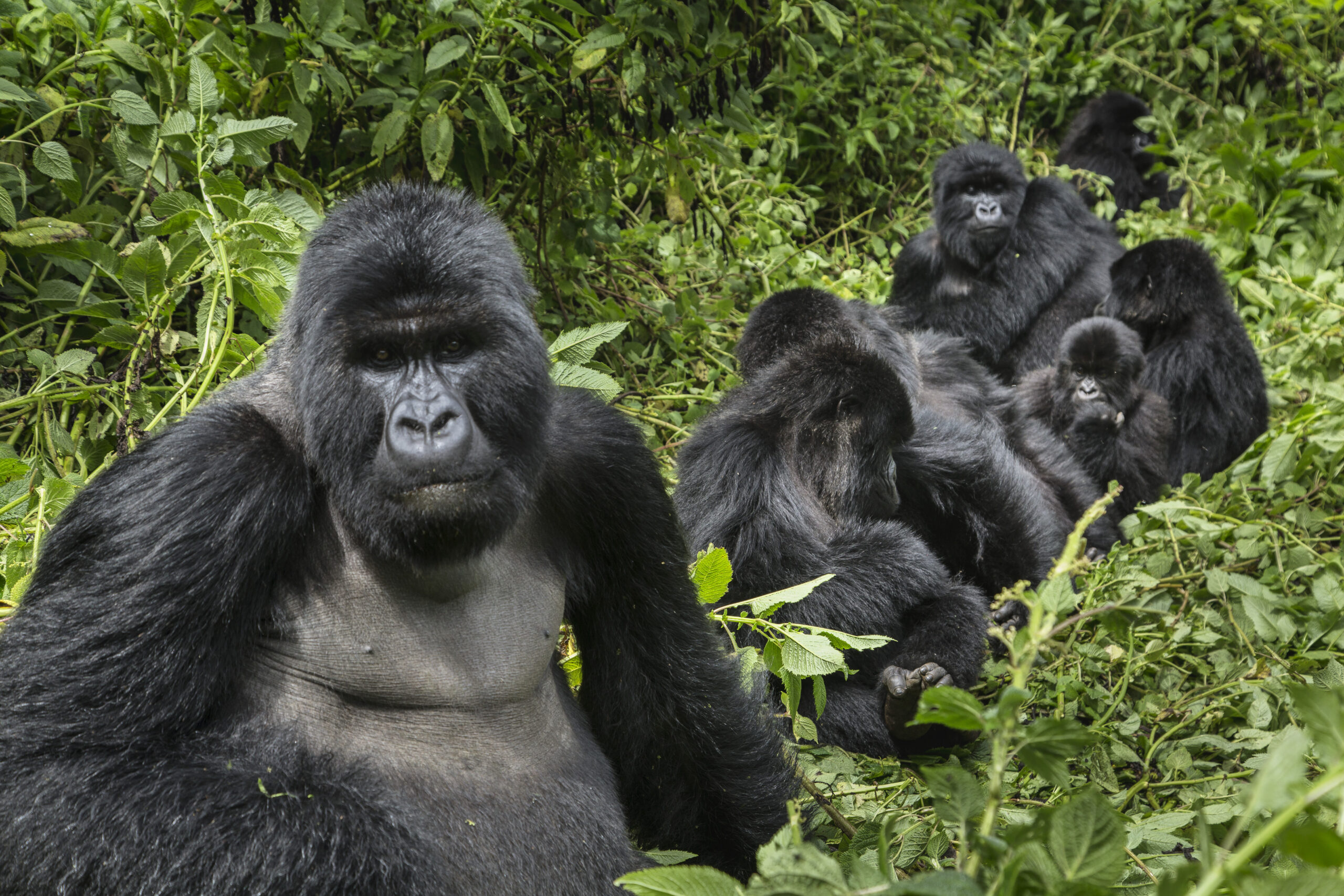 Virungabergens konung: En resa i Rwandas täta skogar