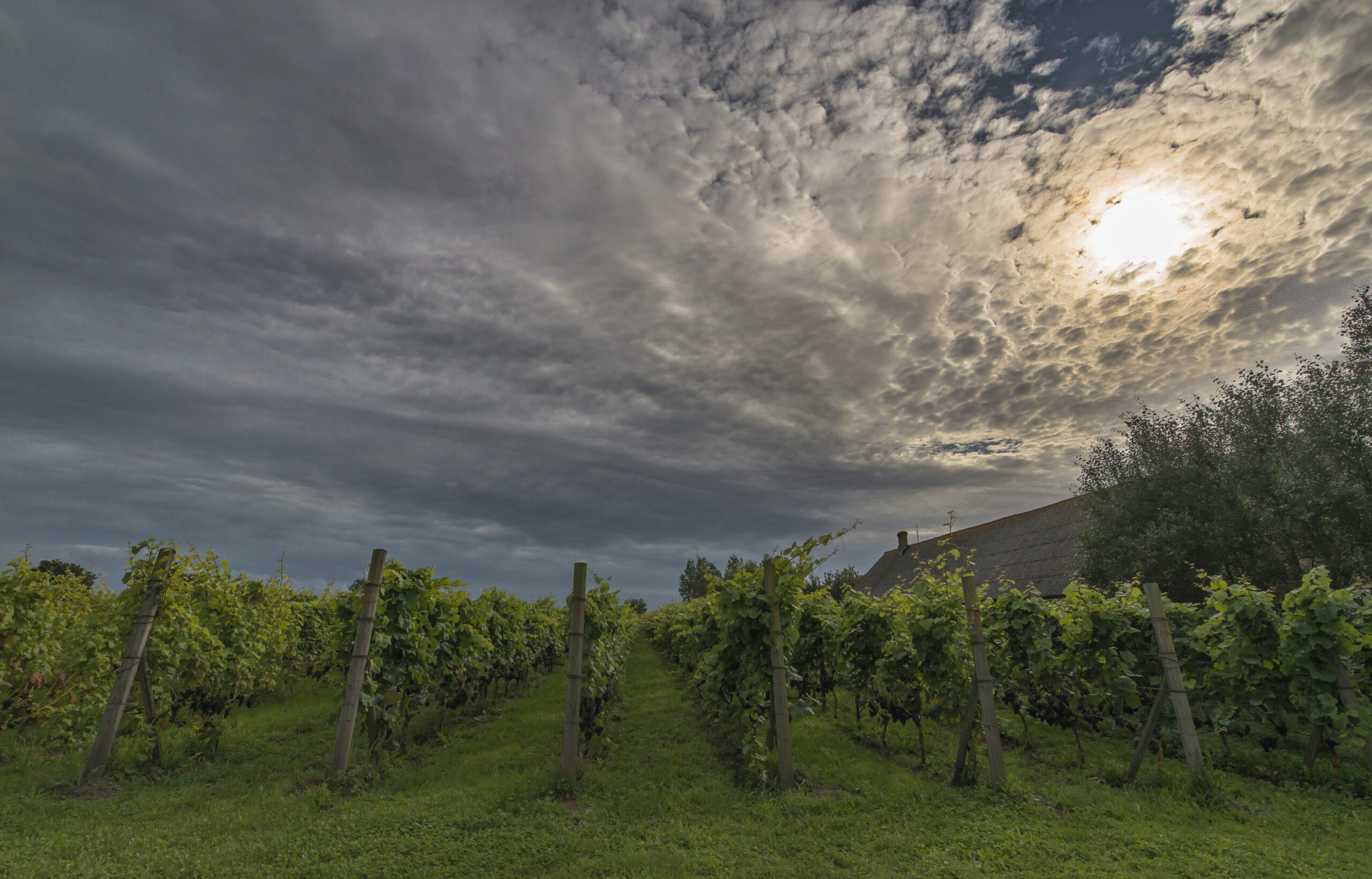 Sideways på svenska – 3 tips på vingårdar