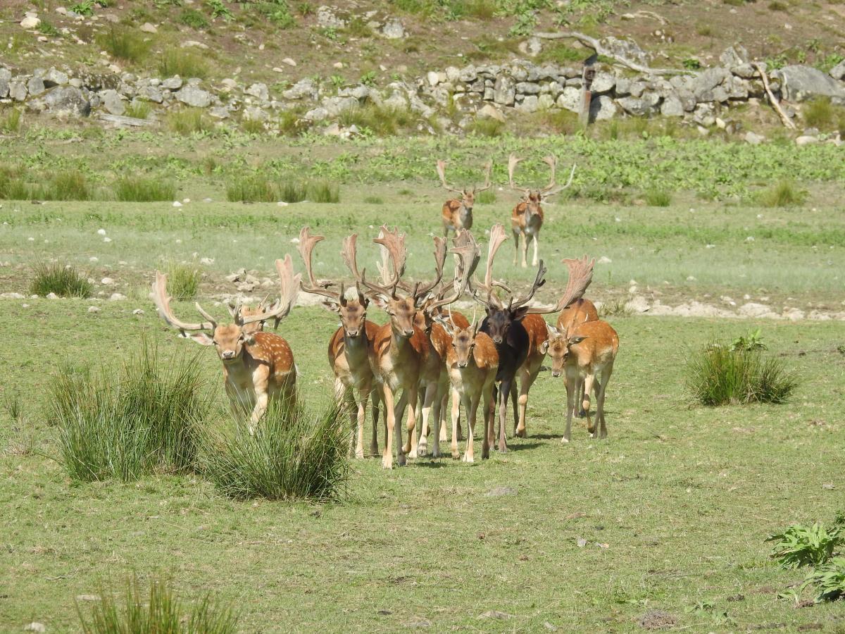 Into the wild – i Nordens största safaripark
