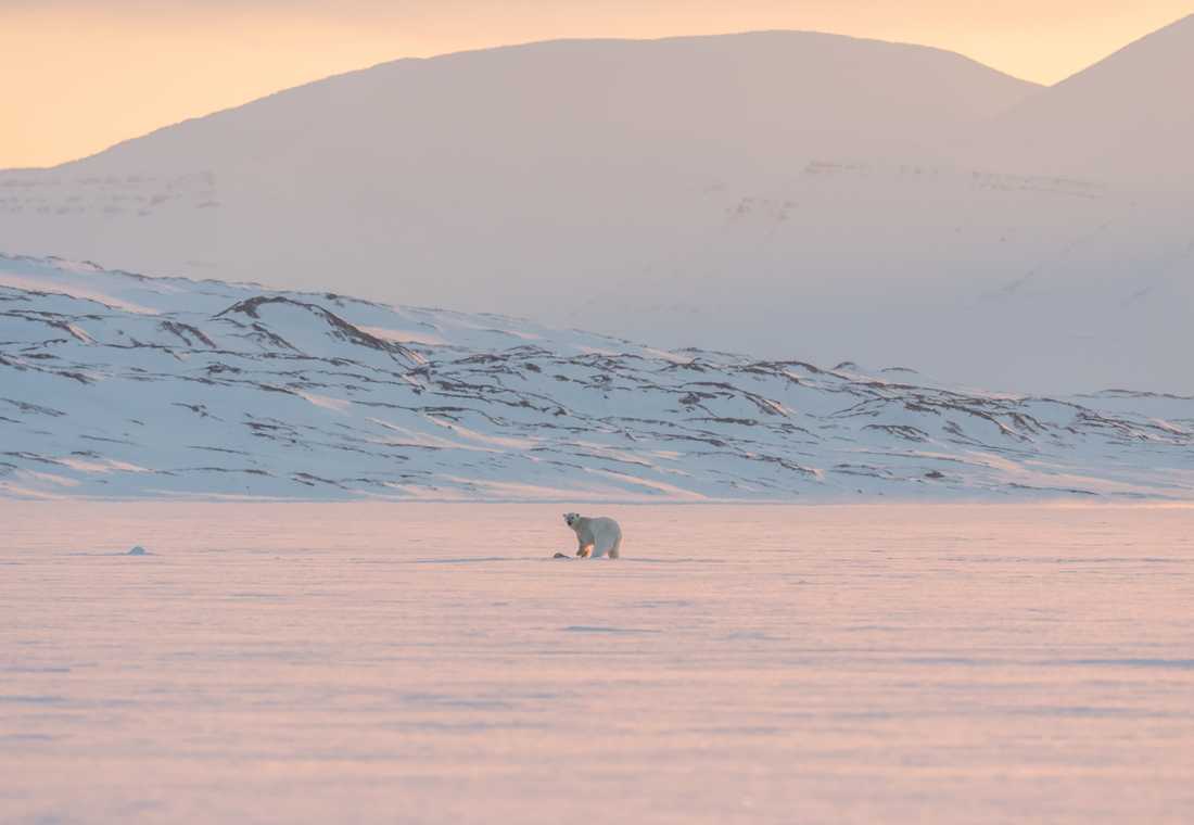 North Pole Igloos blir världens nordligaste hotell