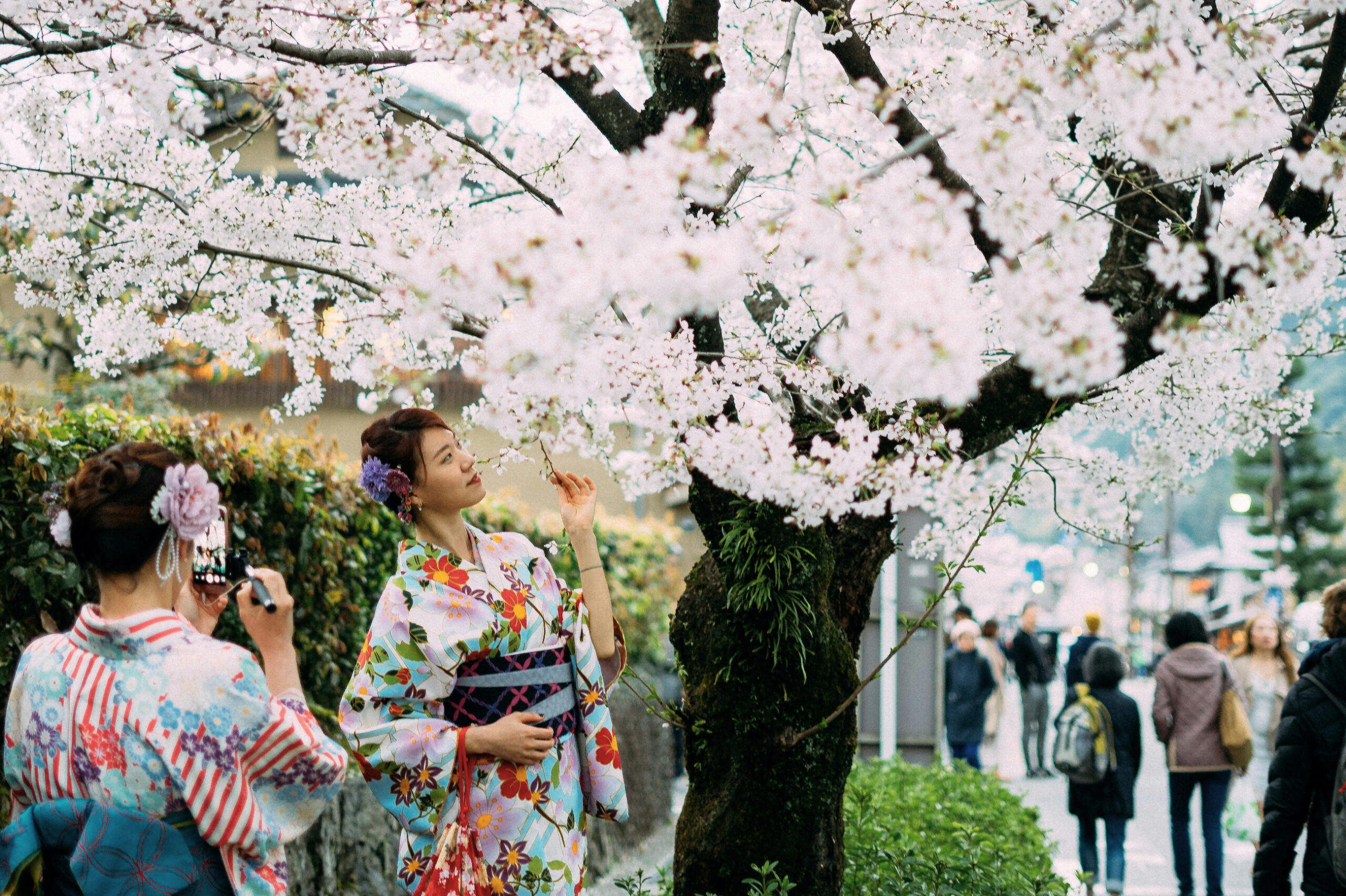 Miniguide: Här kan du uppleva Tokyos körsbärsblomning